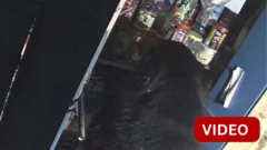 காணொளி: மளிகைக்கடையில் பூட்டியிருந்த கதவை உடைத்த கரடி