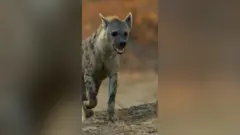 गर्भवती हुँडार