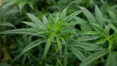 Cannabis plant file photo
