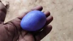 सय्यद नूर यांचा दावा आहे की त्यांची कोंबडी गेल्या दोन वर्षांपासून दररोज एक अंडे देते.