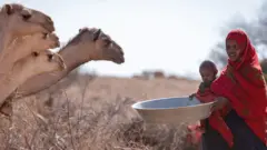 በሶማሌ ክልል ያለችው የስድስት ልጆች እናት በድርቅ ምክንያት በቀጣይ ወራት ተጨማሪ የቤት እንስሳቶችን ልታጣ እንደምትችል ሰግታለች።