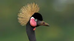 Asiraat suuraa bareedaa kaasuuf guddoo akka dhamahu dubbata