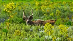 Gadamsa Paarkii Gaarren Baalee keessatti argamu