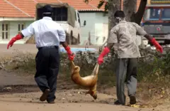 Liberation Tigers of Tamil Eelaam (LTTE) rescue workers carry a dead dog after shooting it down in the LTTE-controlled Mullaitivu town some 425 kms north-east of the Sri lankan capital Colombo 31 December 2004 to cut the chances of the spreading of diseases from dog bites. Sri Lanka observed a day of mourning for the victims of tidal waves Friday as the death toll neared 30,000 and relief efforts were held up by heavy rains.