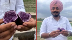 ਜਾਮਨੀ ਆਲੂ