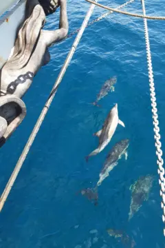 Golfinhos na proa do Avontuur. Pode-se ver parcialmente a figura de uma mulher no navio.