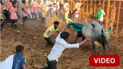 உலக பிரசித்தி பெற்ற மதுரை அவனியாபுரம் ஜல்லிக்கட்டு- 1100 காளைகள் பங்கேற்பு