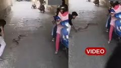 తమిళనాడు, జంతువులు, పాము