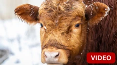 HIGHLAND CALF