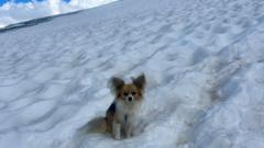 "Sin mi perro, el equipo de rescate no me habría encontrado": el chihuahua que salvó a su dueño de la muerte en un glaciar suizo