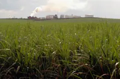 Plantação de cana-de-açúcar em São Paulo