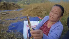 किराले खाएको धान देखाउँदै किसान