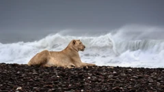 ਬੀਚ 'ਤੇ ਬੈਠੀ ਸ਼ੇਰਨੀ