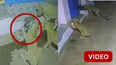 சிங்கங்கள்