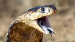 કાળોતરો, ઇન્ડિયન ક્રેટ ડંખ મારે તો શું કરવું, શું કાળોતરાના ઝેરથી ઊંઘમાં જ મોત થાય, કાળોતરાના ડંખ અંગે કેમ ખબર નથી પડતી, બીબીસી ગુજરાતી 