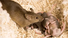 一隻老鼠和其幼鼠在窩裡