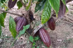 Árvore com cacau crescendo