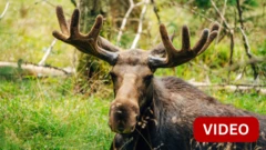 MOOSE RESCUE