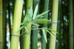 மூங்கில்