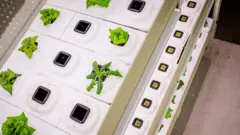 Pequenas plantas cultivadas em substratos hidropônicos