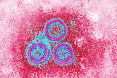 Папиллома вирусу