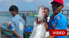 தமிழ்நாட்டில் இரண்டாவது முறையாக காணப்பட்ட டூம்ஸ்டே மீன்