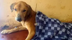 Russet yavuwe na veterineri nyuma yo gukomeretswa no gukoreshwa mu bikorwa by'uburiganya byo gukusanya amafaranga