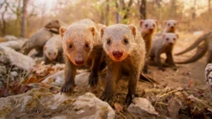 dve životinje gledaju u kameru