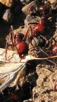 Queen ants