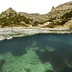 Formação de algas marinhas no litoral, em local com poluição de origem humana