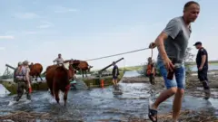 Человек с коровой
