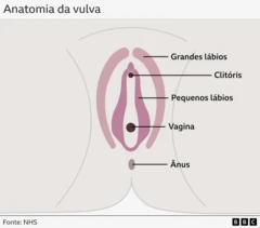 Infográfico mostrando a anatomia da vulva