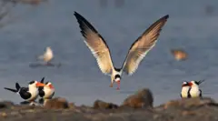 બીબીસી ગુજરાતી, પક્ષી