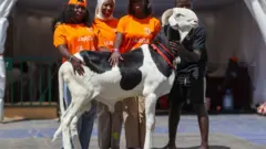 گوسفندهای ۷۰ هزار دلاری لادوم نگران عید قربان نیستند 