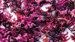 صورة مقربة للطحالب البحرية وهي نوع من الأعشاب البحرية الحمراء تم وضعها على خلفية بيضاء