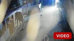 வீட்டு வாசலுக்கு வந்த யானை - என்ன நடந்தது?