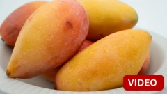 நரேந்திர மோதிக்கு  1,000 கிலோ மாம்பழத்தை வங்கதேசம் அனுப்பியது ஏன்?