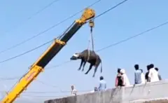 எருமை கிரேன் மூலம் மீட்பு