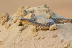 snake