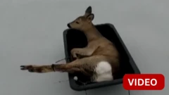 காணொளி: உறைந்த ஏரியில் சிக்கிய மான்களை காப்பாற்றிய மீனவர்