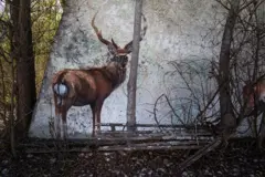 Un dibujo de un ciervo en la zona de exclusión.