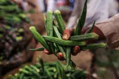 ભીંડો, શાકભાજી, ખોરાક, ખેતી, ઉત્પાદન, બીબીસી ગુજરાતી 