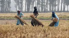 ਸੰਕੇਤਕ ਤਸਵੀਰ