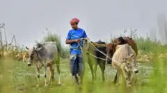 একজন রাখাল কয়েকটি গরু নিয়ে যাচ্ছেন 