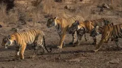रणथंबोर व्याघ्र प्रकल्प