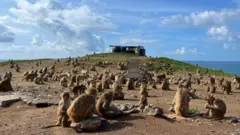'원숭이 섬'으로도 잘 알려진 카요 산티아고