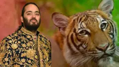 બીબીસી ગુજરાતી, ગુજરાત, વનતારા, મુકેશ અંબાણી, અંબાણી, અનંત અંબાણી, સૂર્યતારા, મહારાષ્ટ્ર, વન્ય પ્રાણીઓ