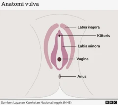 anatomi vulva