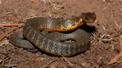 Inzoka zo mu bwoko bwa 'tiger snakes' zigira ubumara bwinshi cyane (ifoto mbarankuru yo mu bubiko)