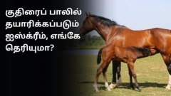 மக்கள் மத்தியில் பிரபலமாகும் குதிரைப் பால் ஐஸ்க்ரீம் - புதிய ஆய்வில் கிடைத்த தகவல்